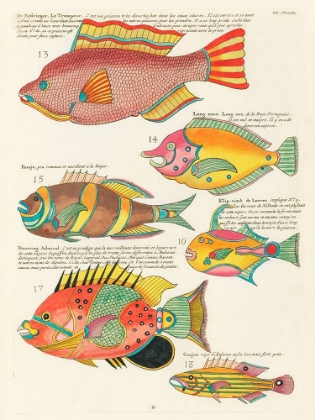 Picture of ILLUSTRATIONS OF FISHES FOUND IN MOLUCCAS INDONESIA AND THE EAST INDIES 26