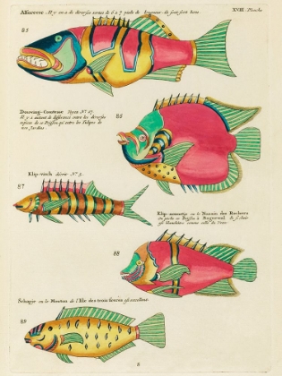 Picture of ILLUSTRATIONS OF FISHES FOUND IN MOLUCCAS INDONESIA AND THE EAST INDIES 27