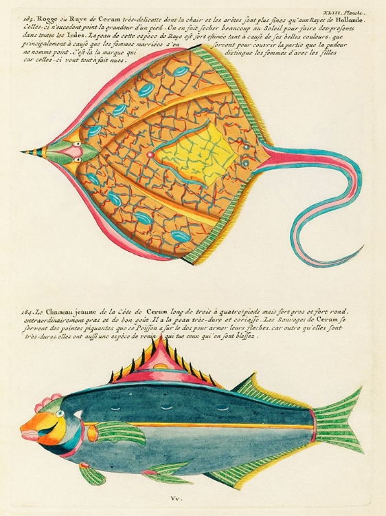 Picture of ILLUSTRATIONS OF FISHES FOUND IN MOLUCCAS INDONESIA AND THE EAST INDIES 28