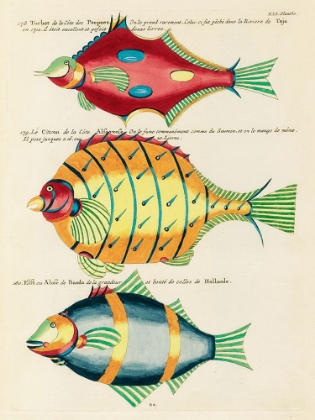 Picture of ILLUSTRATIONS OF FISHES FOUND IN MOLUCCAS INDONESIA AND THE EAST INDIES 29