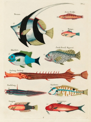 Picture of ILLUSTRATIONS OF FISHES FOUND IN MOLUCCAS INDONESIA AND THE EAST INDIES 30