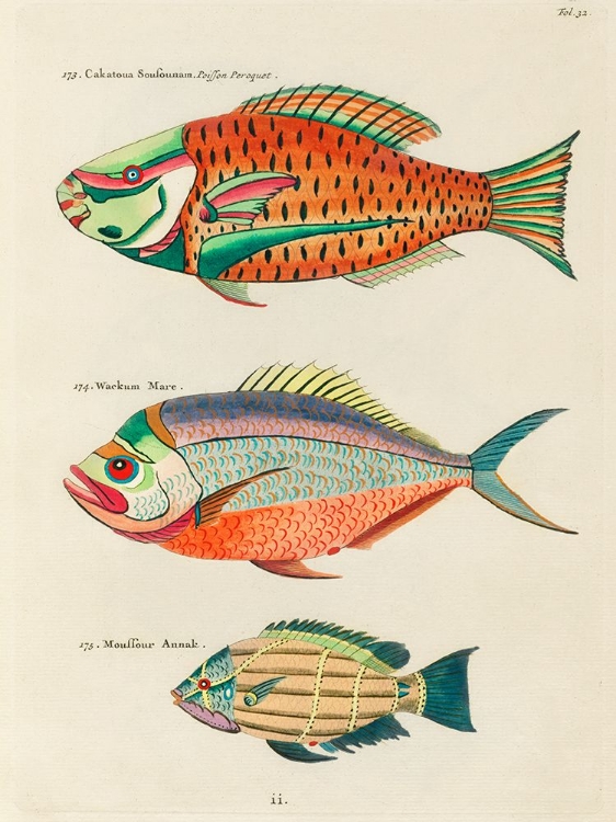 Picture of ILLUSTRATIONS OF FISHES FOUND IN MOLUCCAS INDONESIA AND THE EAST INDIES 31
