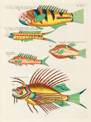 Picture of ILLUSTRATIONS OF FISHES FOUND IN MOLUCCAS INDONESIA AND THE EAST INDIES 32