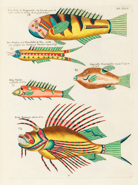 Picture of ILLUSTRATIONS OF FISHES FOUND IN MOLUCCAS INDONESIA AND THE EAST INDIES 32