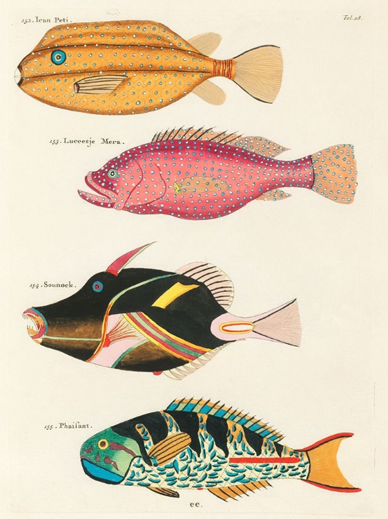 Picture of ILLUSTRATIONS OF FISHES FOUND IN MOLUCCAS INDONESIA AND THE EAST INDIES 33