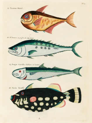 Picture of ILLUSTRATIONS OF FISHES FOUND IN MOLUCCAS INDONESIA AND THE EAST INDIES 34