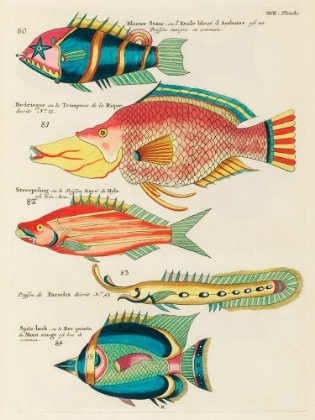 Picture of ILLUSTRATIONS OF FISHES FOUND IN MOLUCCAS INDONESIA AND THE EAST INDIES 35