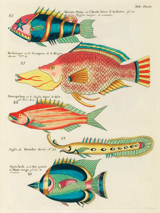Picture of ILLUSTRATIONS OF FISHES FOUND IN MOLUCCAS INDONESIA AND THE EAST INDIES 35
