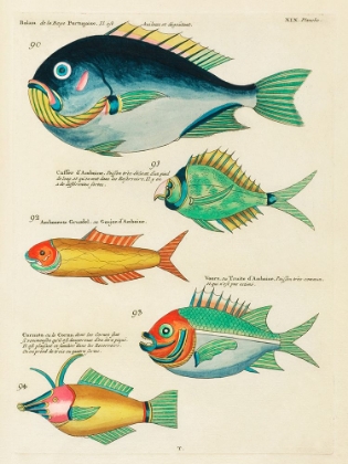 Picture of ILLUSTRATIONS OF FISHES FOUND IN MOLUCCAS INDONESIA AND THE EAST INDIES 36