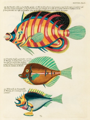 Picture of ILLUSTRATIONS OF FISHES FOUND IN MOLUCCAS INDONESIA AND THE EAST INDIES 37