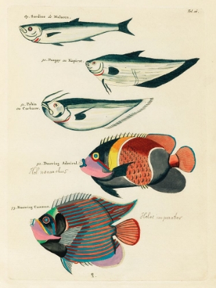 Picture of ILLUSTRATIONS OF FISHES FOUND IN MOLUCCAS INDONESIA AND THE EAST INDIES 38