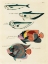 Picture of ILLUSTRATIONS OF FISHES FOUND IN MOLUCCAS INDONESIA AND THE EAST INDIES 38