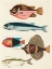 Picture of ILLUSTRATIONS OF FISHES FOUND IN MOLUCCAS INDONESIA AND THE EAST INDIES 39