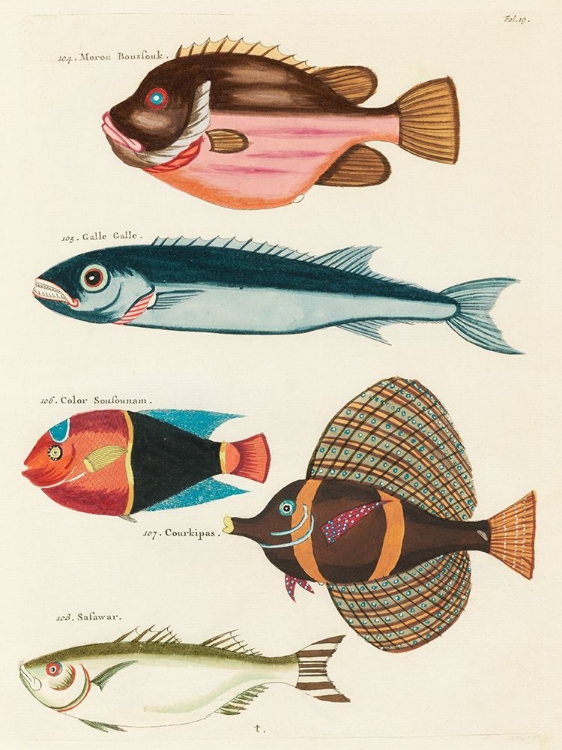 Picture of ILLUSTRATIONS OF FISHES FOUND IN MOLUCCAS INDONESIA AND THE EAST INDIES 39