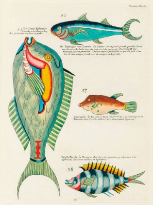 Picture of ILLUSTRATIONS OF FISHES FOUND IN MOLUCCAS INDONESIA AND THE EAST INDIES 40
