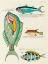 Picture of ILLUSTRATIONS OF FISHES FOUND IN MOLUCCAS INDONESIA AND THE EAST INDIES 40