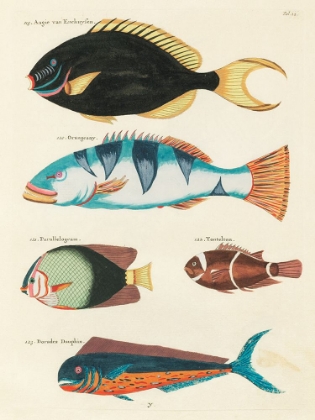 Picture of ILLUSTRATIONS OF FISHES FOUND IN MOLUCCAS INDONESIA AND THE EAST INDIES 41