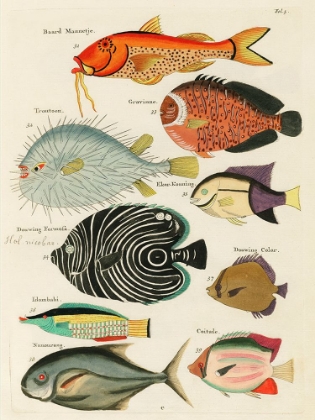Picture of ILLUSTRATIONS OF FISHES FOUND IN MOLUCCAS INDONESIA AND THE EAST INDIES 42