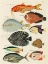 Picture of ILLUSTRATIONS OF FISHES FOUND IN MOLUCCAS INDONESIA AND THE EAST INDIES 42