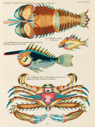 Picture of ILLUSTRATIONS OF FISHES, LOBSTER AND CRAB FOUND IN THE INDIAN AND PACIFIC OCEANS