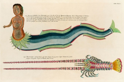 Picture of ILLUSTRATIONS OF A SIREN AND LOBSTER FOUND IN THE MOLUCCAS INDONESIA AND THE EAST INDIES