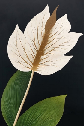 Picture of PEACE LILY