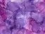 Picture of WILD LILAC HEDGEROW