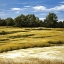 Picture of HAY FIELD