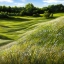 Picture of HILLS ADORNED WITH WILDFLOWERS