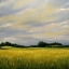 Picture of LONG GRASS PRAIRIE