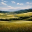 Picture of TALL GRASS MEADOW