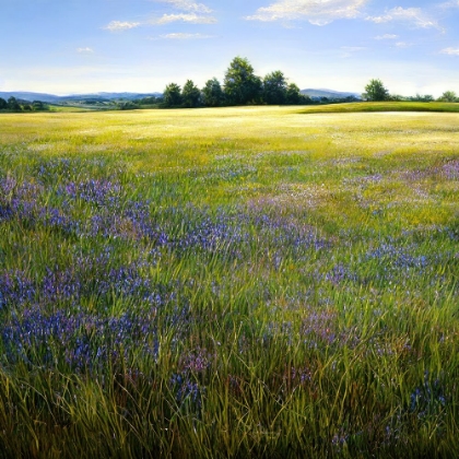 Picture of WILD ALFALFA FIELD