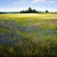 Picture of WILD ALFALFA FIELD