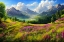 Picture of PINK WILDFLOWERS IN THE MOUNTAINS