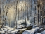 Picture of WINTER HILLSIDE SPRING