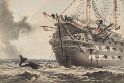 Picture of H.M.S. AGAMEMNON LAYING THE ATLANTIC TELEGRAPH CABLE IN 1858, A WHALE CROSSES THE LINE