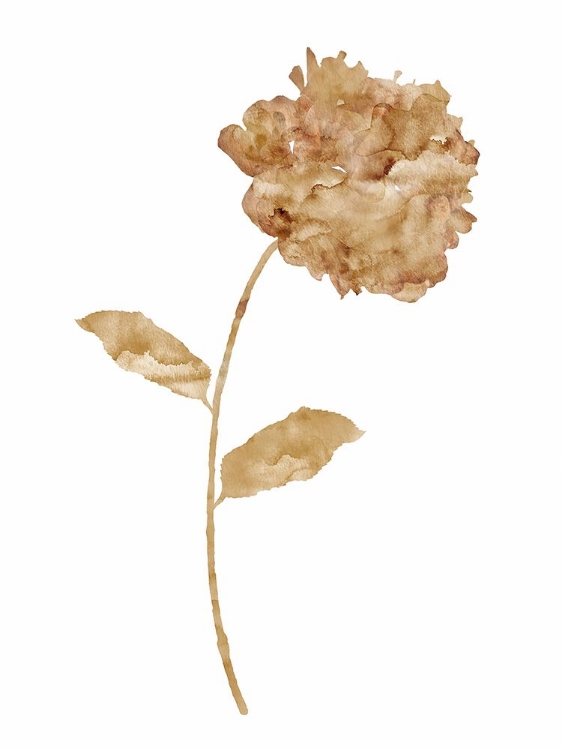 Picture of COFFEE HYDRANGEA I