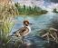Picture of DUCK BREAKFAST