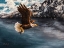 Picture of REGAL FLIGHT