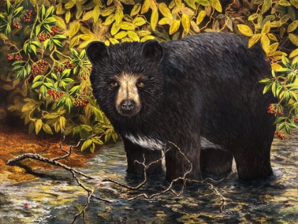 Picture of BLACK BEAR STREAM