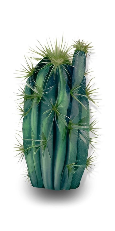 Picture of SPINY SUCCULENT