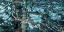 Picture of SEA GREEN II