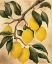 Picture of ITALIAN HARVEST – LEMONS