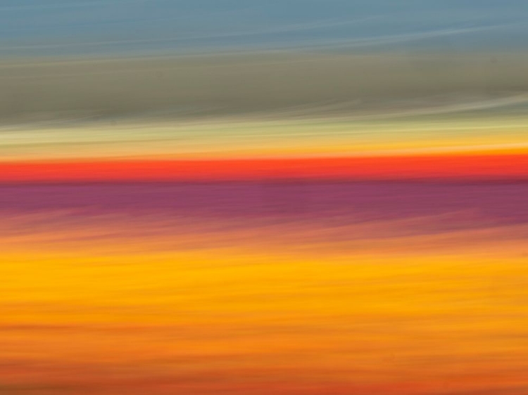 Picture of ABSTRACT OF ROWS OF TULIPS AT FARM