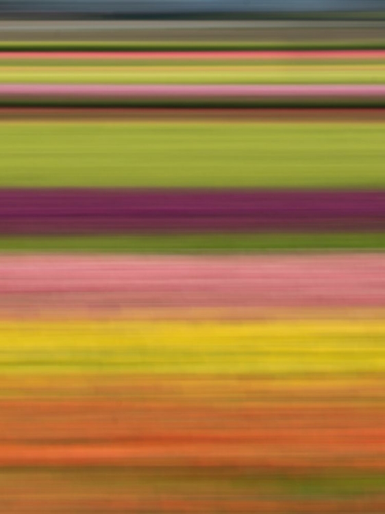 Picture of ABSTRACT OF ROWS OF TULIPS AT FARM.