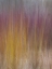 Picture of RED AND GOLD GRASS ON BEACH