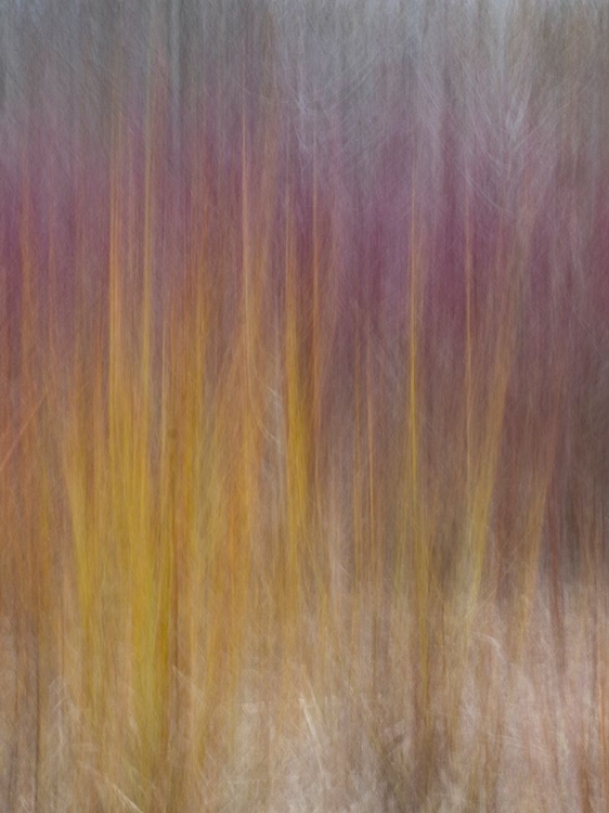 Picture of RED AND GOLD GRASS ON BEACH