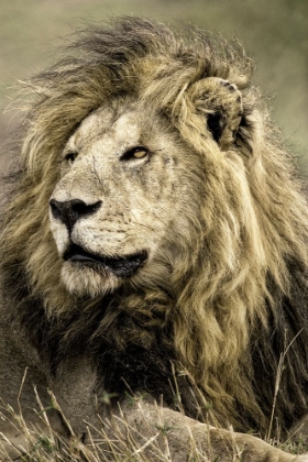 Picture of AFRICA-KENYA-MASAI MARA NATIONAL RESERVE. PORTRAIT OF OLD MALE LION.