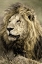 Picture of AFRICA-KENYA-MASAI MARA NATIONAL RESERVE. PORTRAIT OF OLD MALE LION.