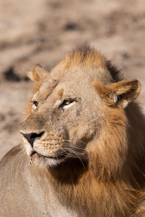 Picture of ZAMBIA-SOUTH LUANGWA NATIONAL PARK. MALE AFRICAN.